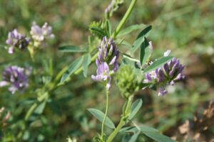 Lucernă