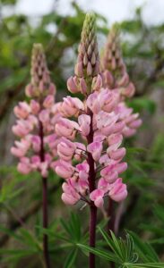 Lupin