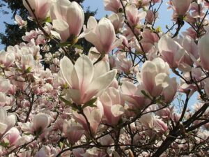 Magnolie de grădină