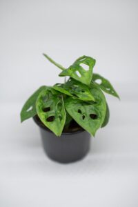 Monstera adansonii