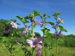 Nalbă de pădure