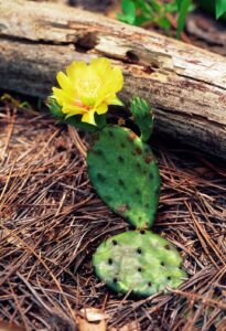 Opuntia rezistentă