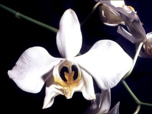 Orhideea Phalaenopsis