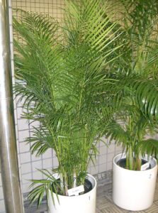 Palmier Areca