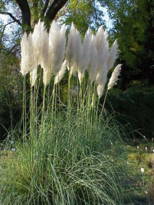 Pampas
