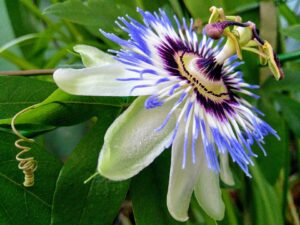 Pasiflora