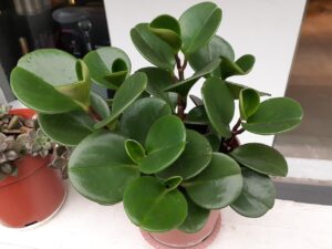 Peperomia