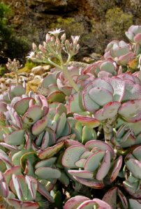Planta de bani chinezească