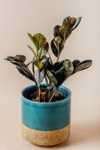 Planta ZZ neagră