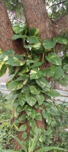 Pothos