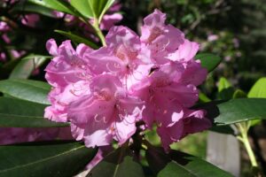 Rododendron