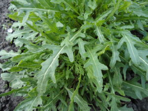 Rucola