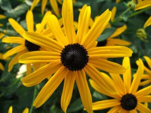 Rudbeckia
