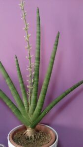 Sanseveria cilindrică