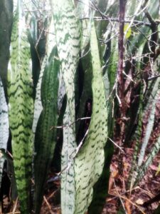 Sansevieria