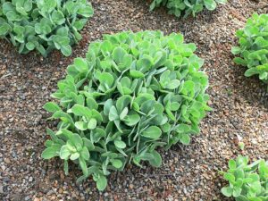 Sedum de grădină
