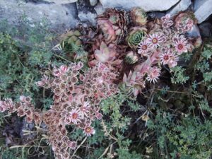 Sempervivum