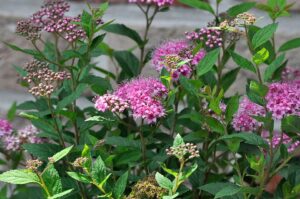 Spirea japoneză