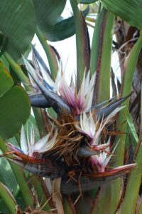 Strelitzia de interior