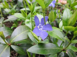 Vinca