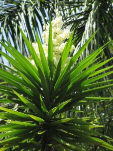 Yucca de apartament
