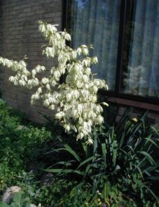 Yucca de exterior